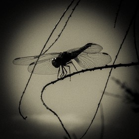 Portrait de libellule