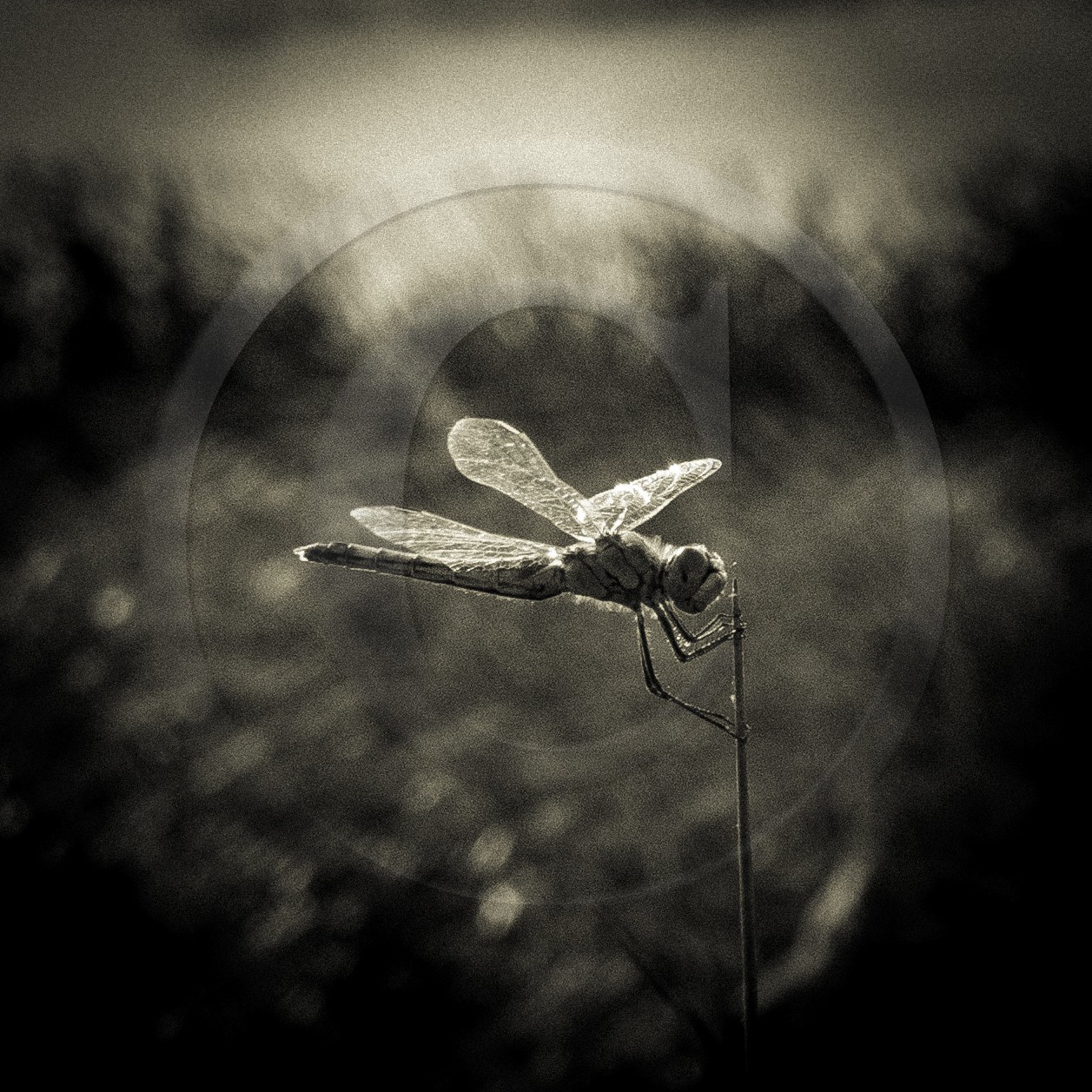 Portrait de libellule