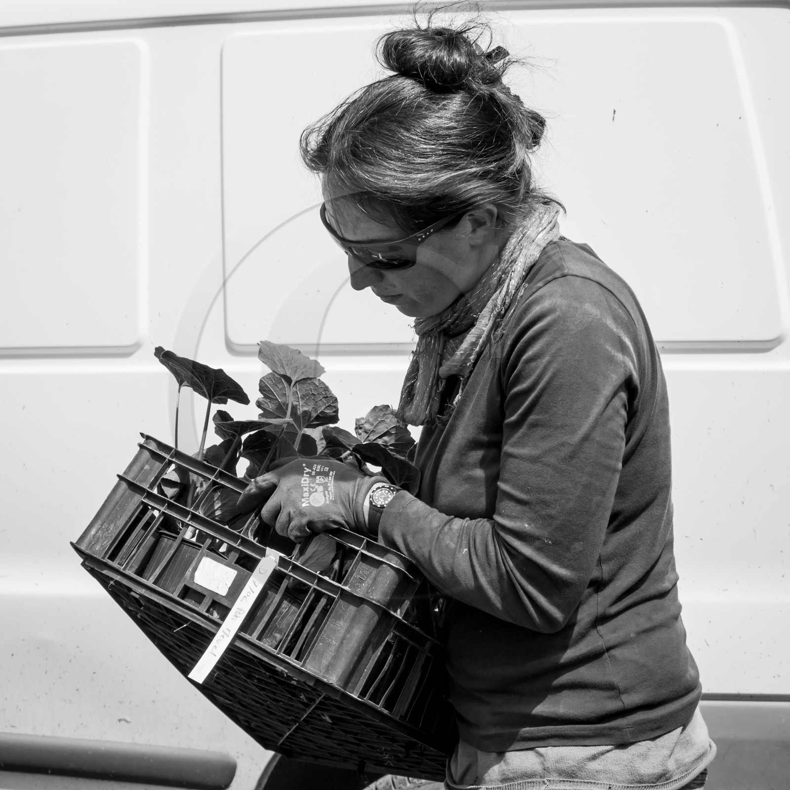 La plantation des courges