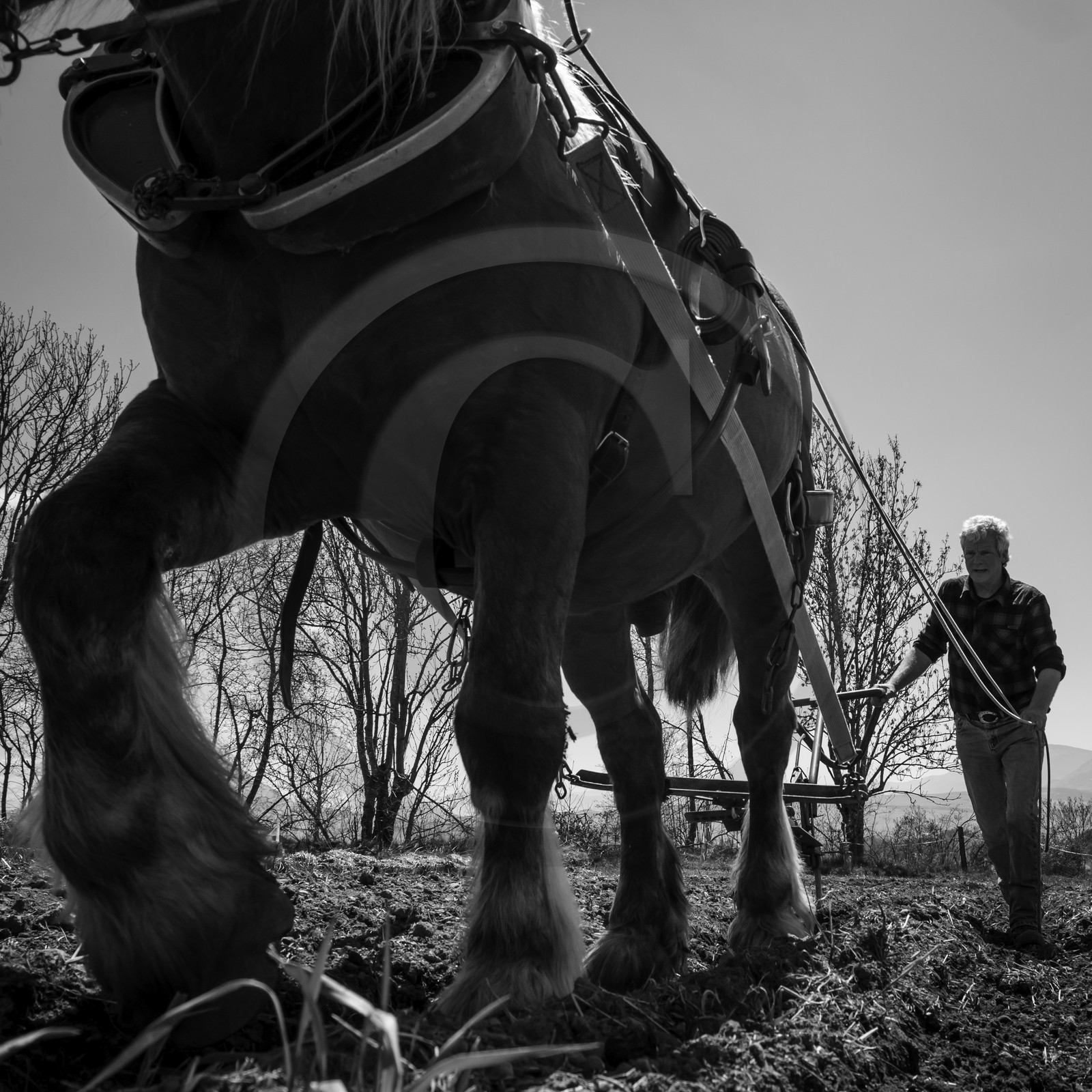 Labour avec un cheval