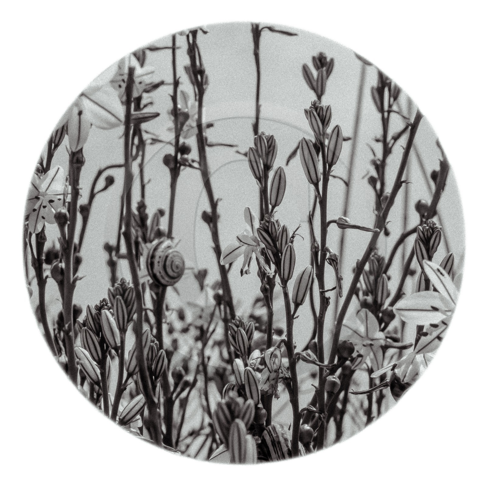 Les instants Camargue