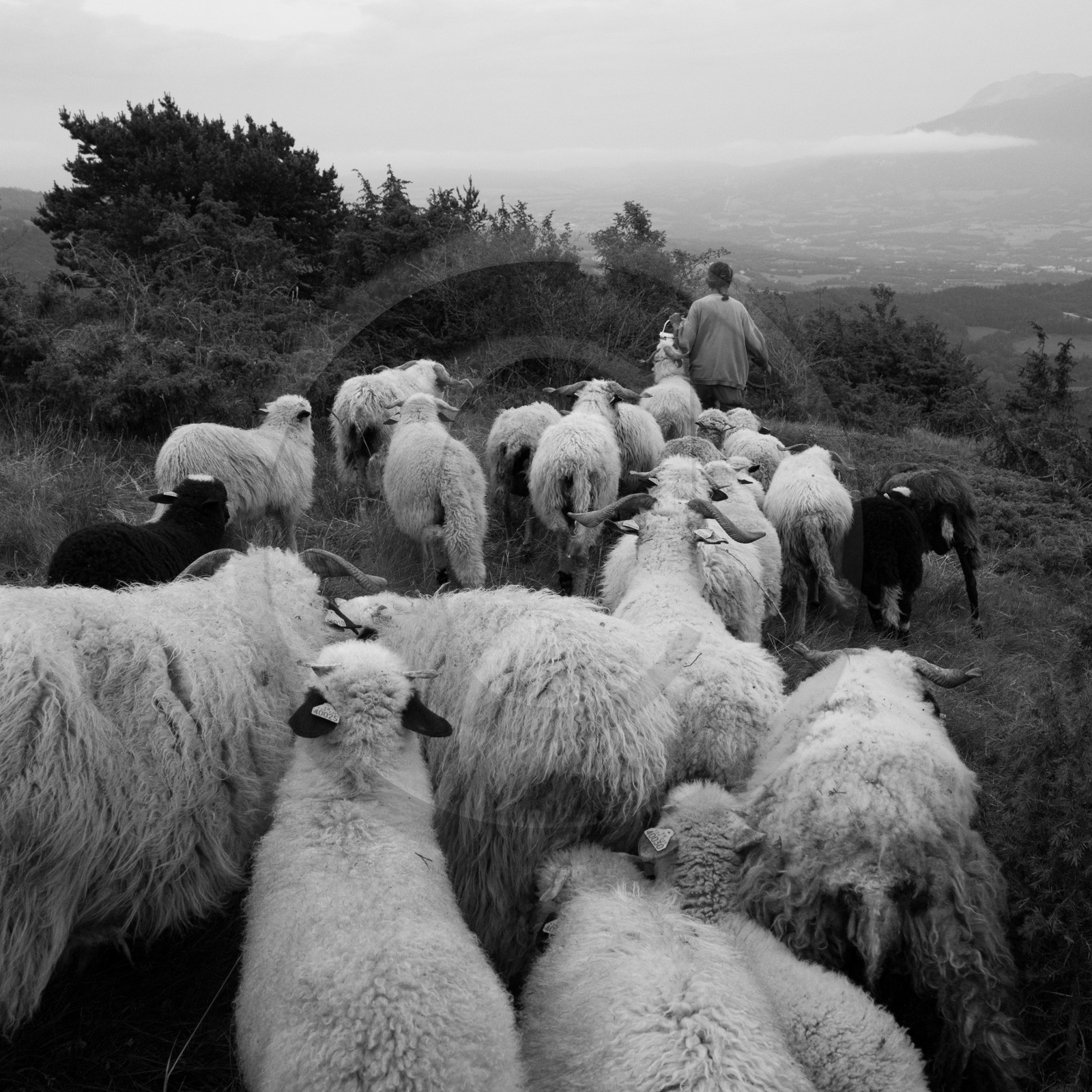 La transhumance des brebis