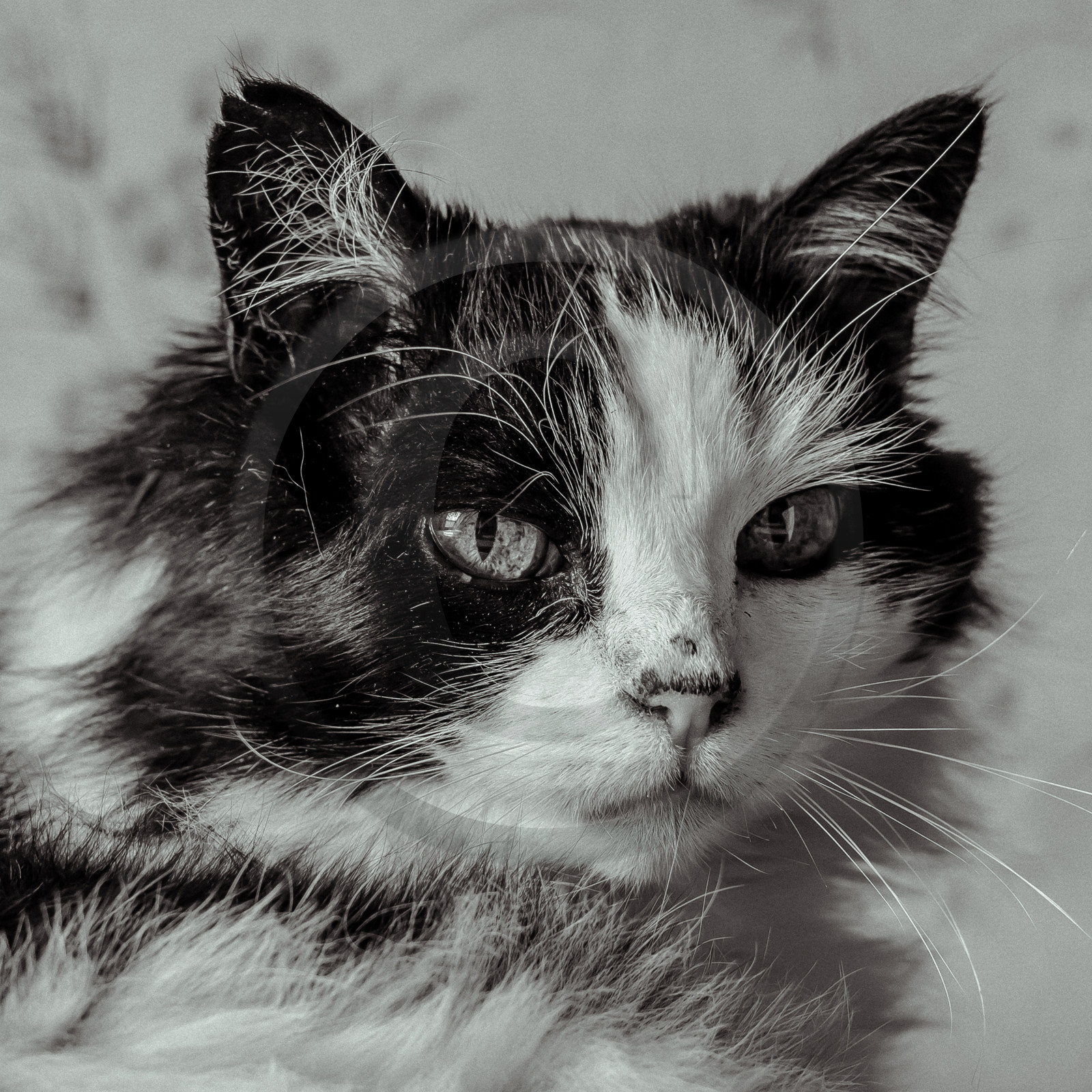 Portraits de Chats