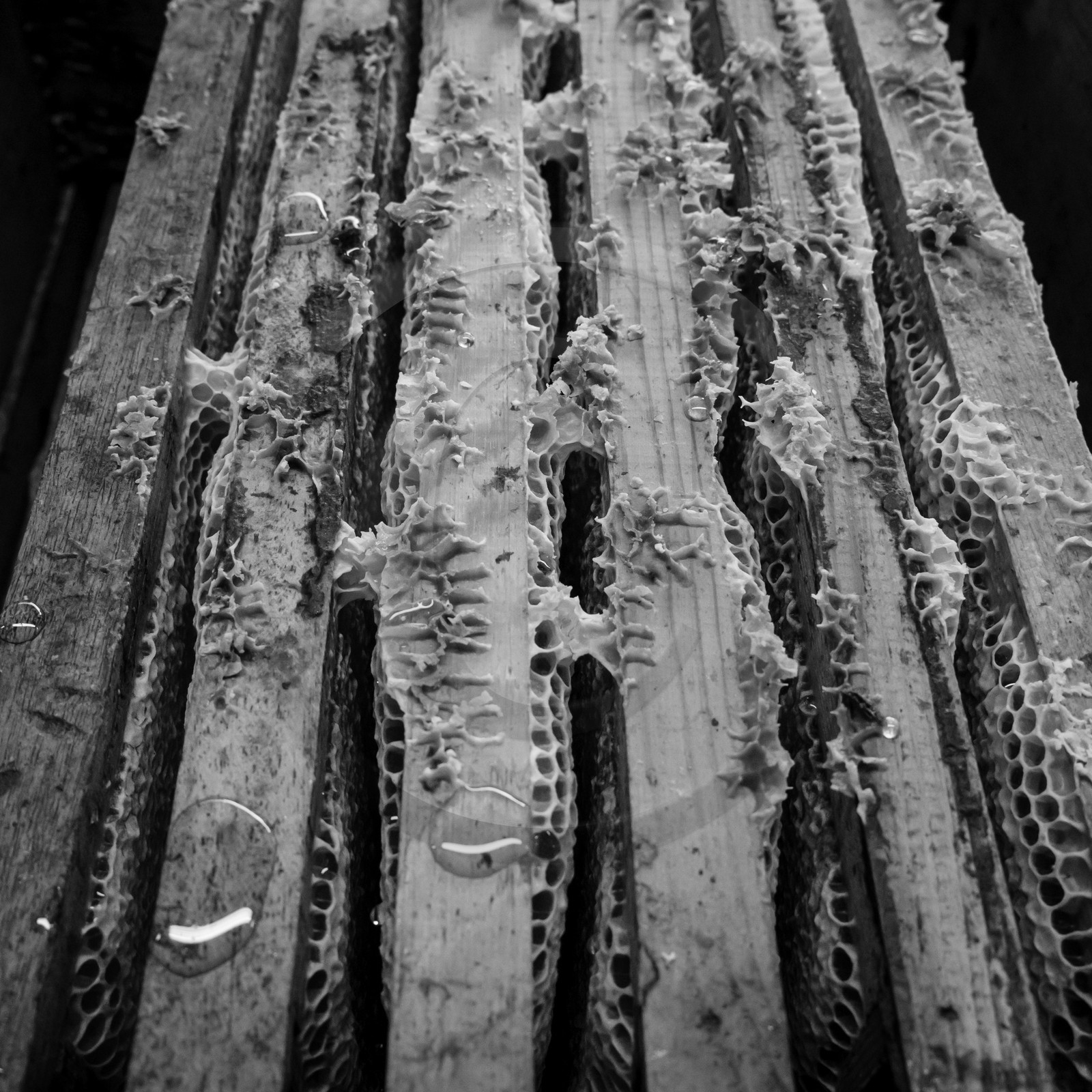 L'extraction du miel