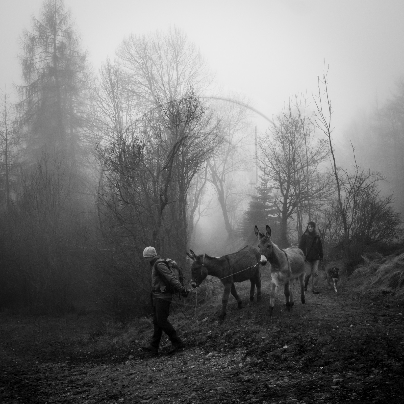 La transhumance des ânes