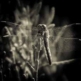 Portrait de libellule