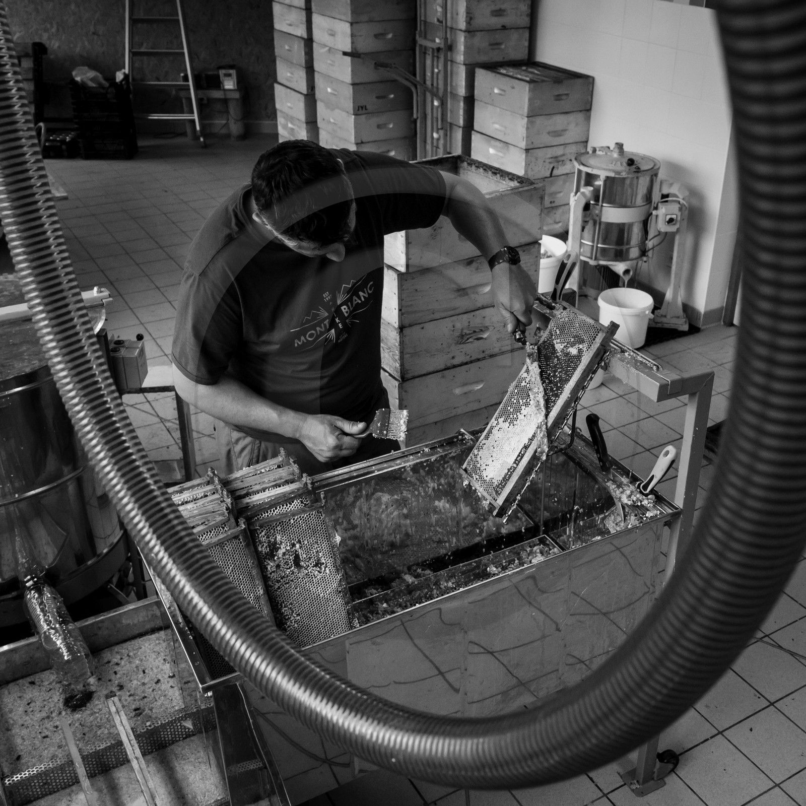 L'extraction du miel