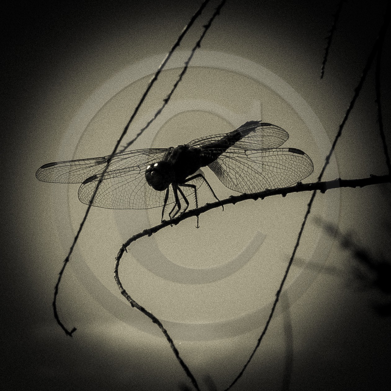 Portrait de libellule