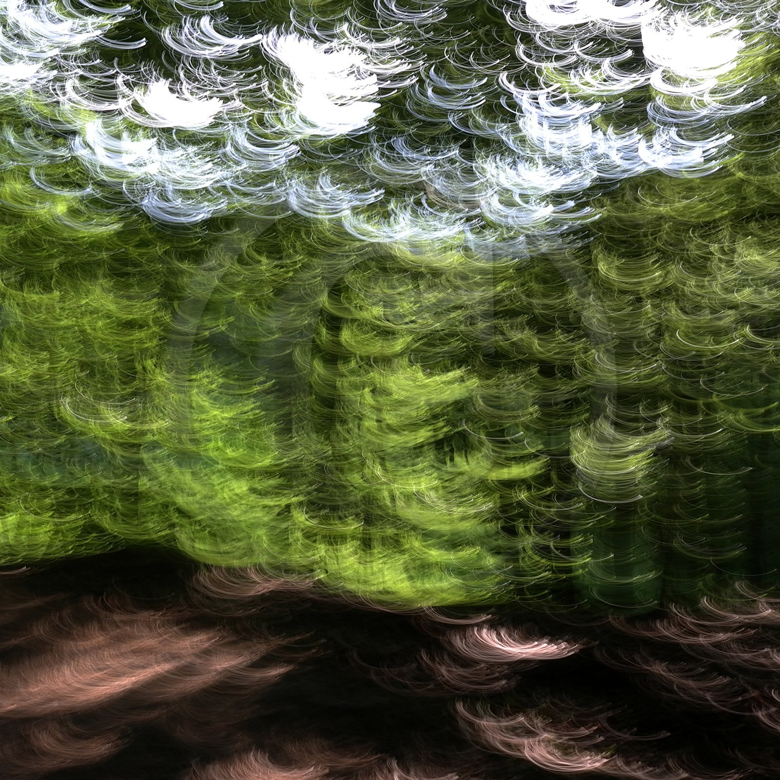 Le Pays des Arbres Flous