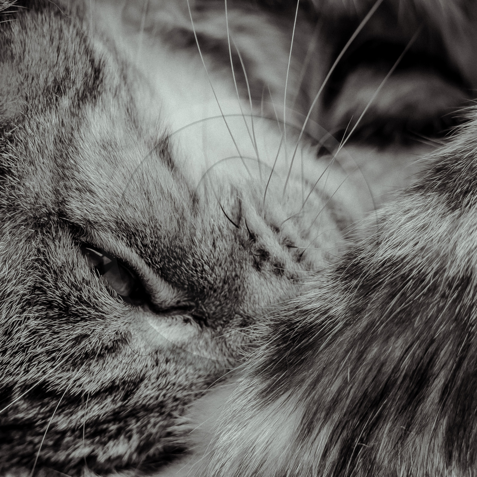 Portraits de Chats