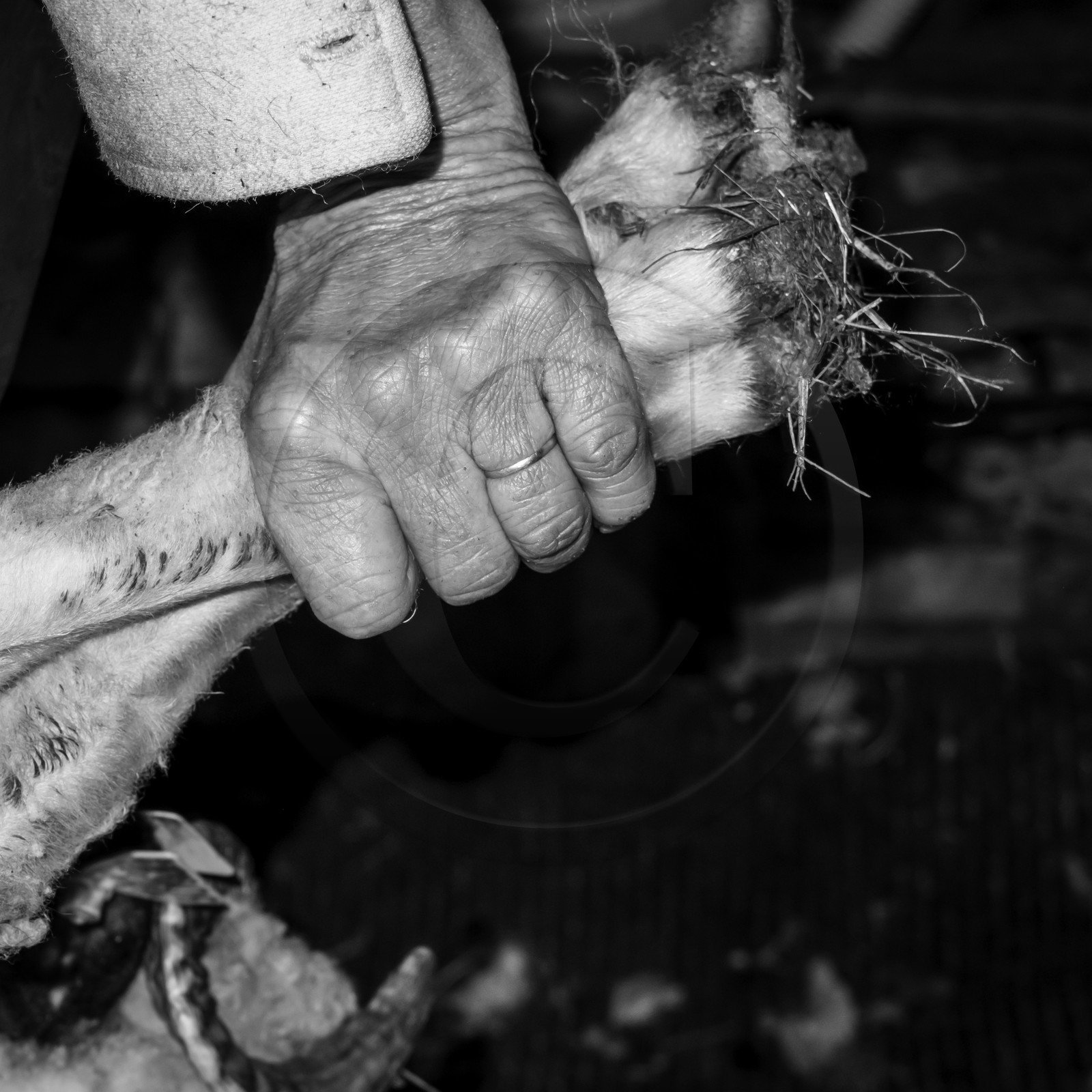 La tonte des moutons