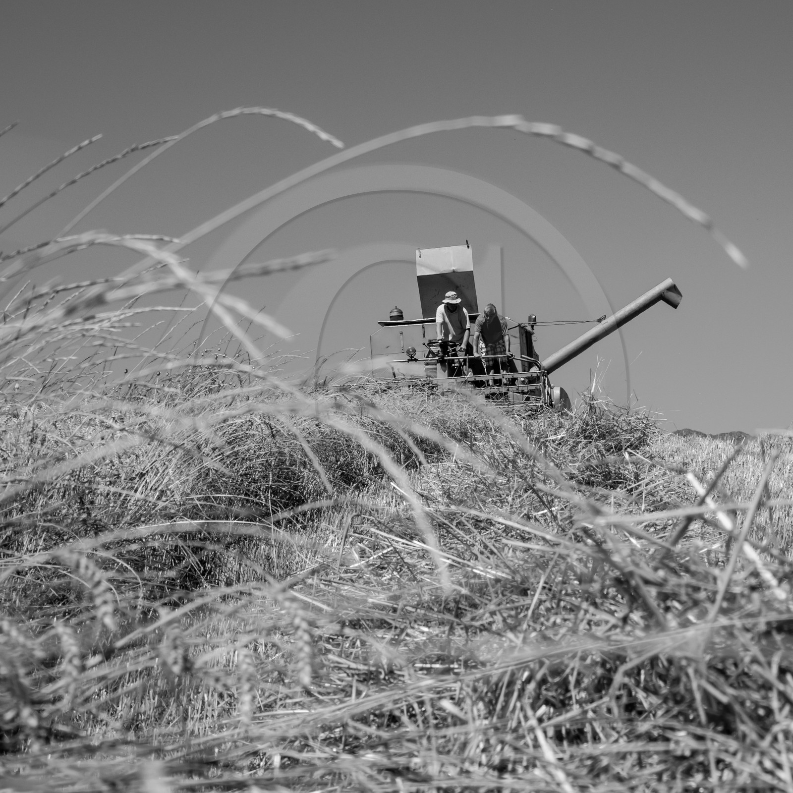 Les moissons dans le Champsaur
