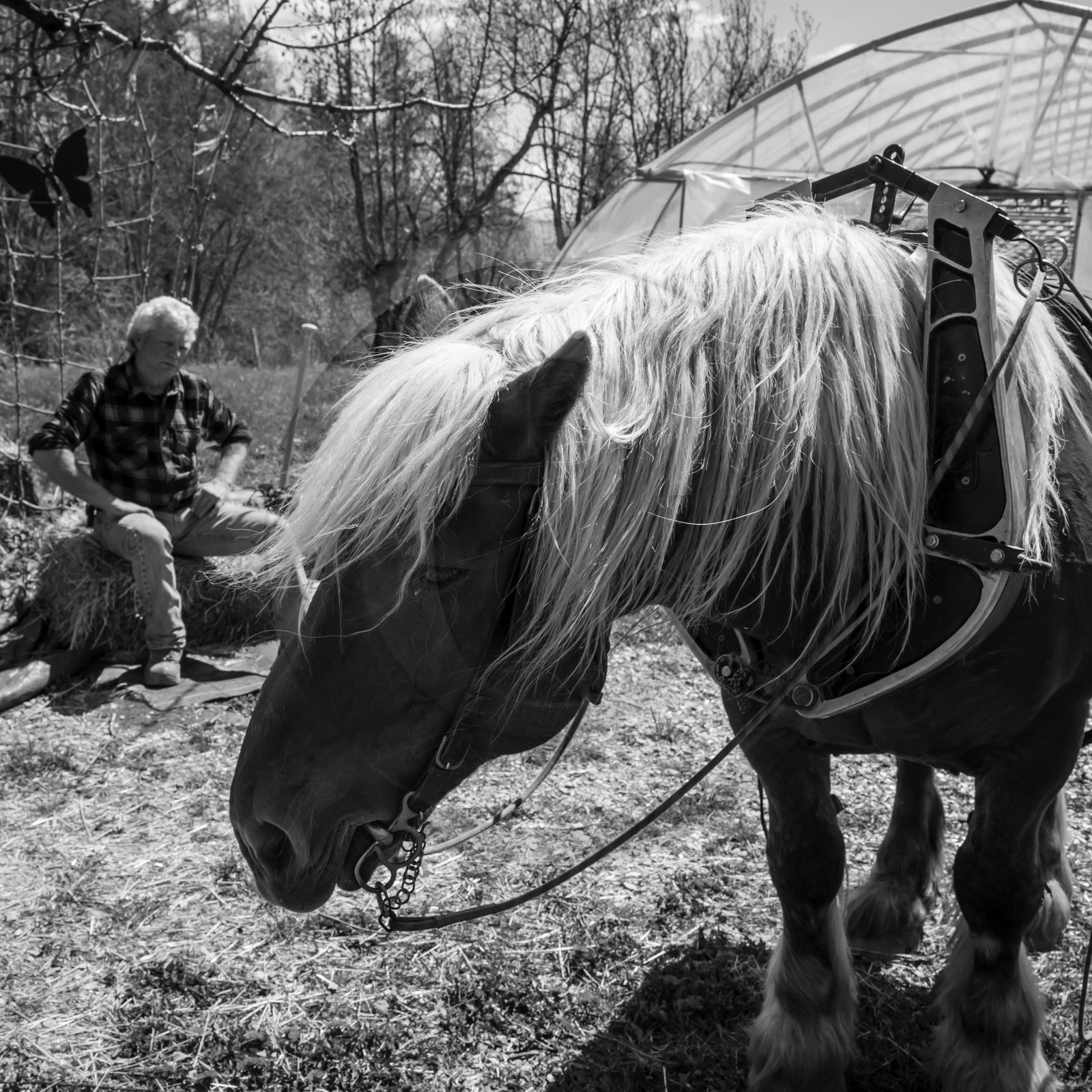 Labour avec un cheval
