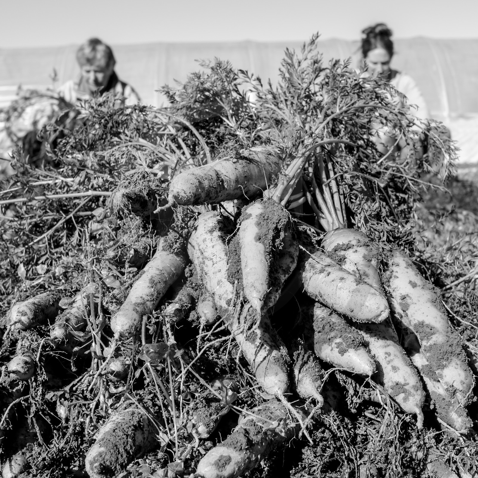 La récolte des carottes