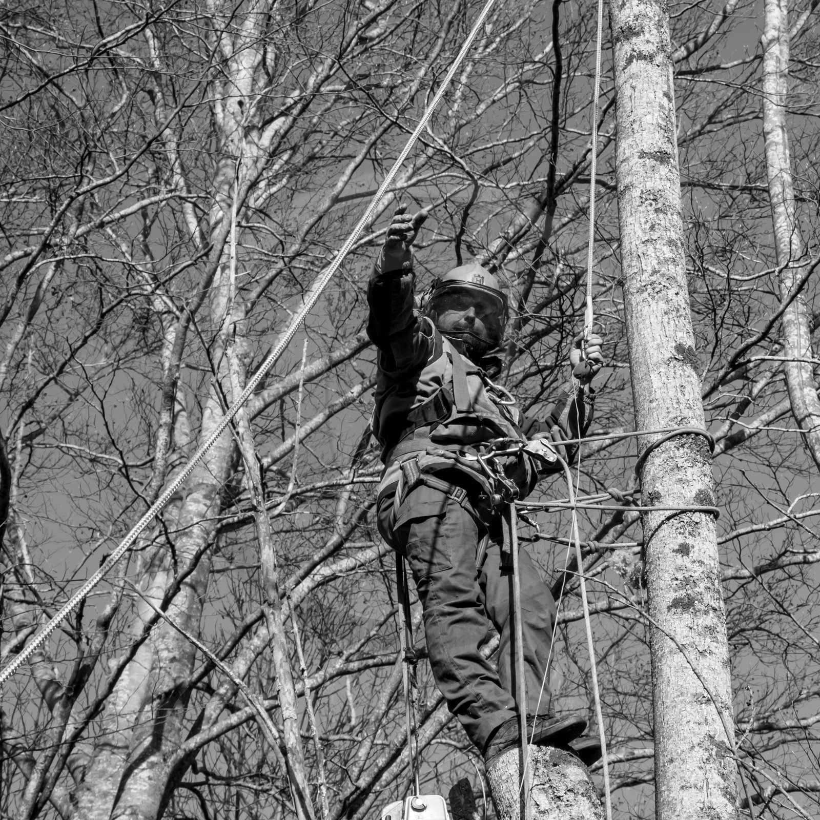 Elagage - 08 03 2017