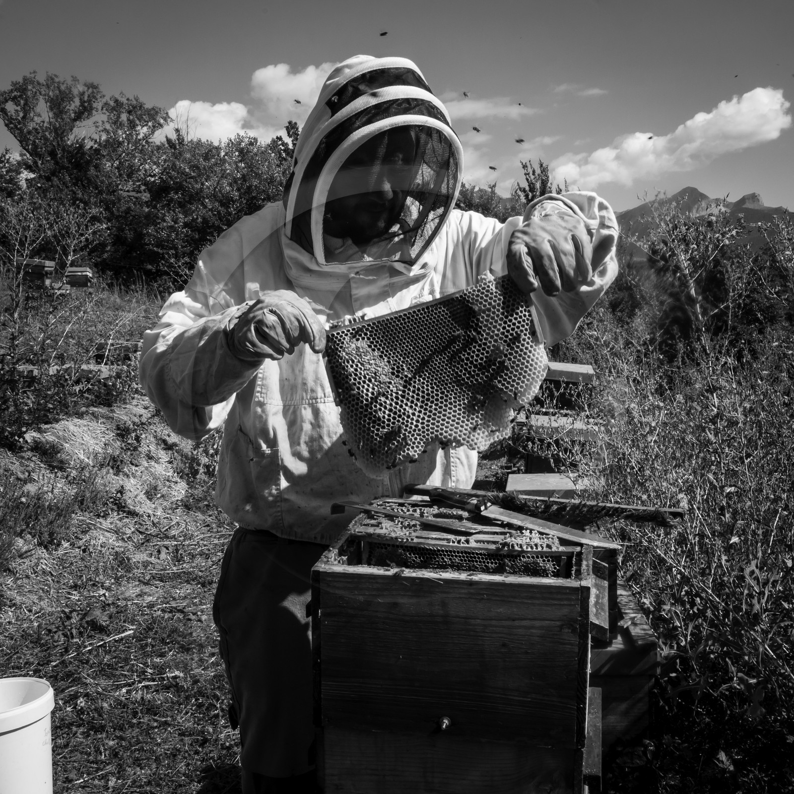 La récolte du miel