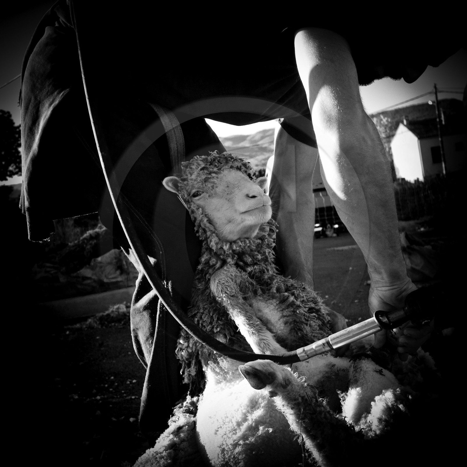 La tonte des moutons