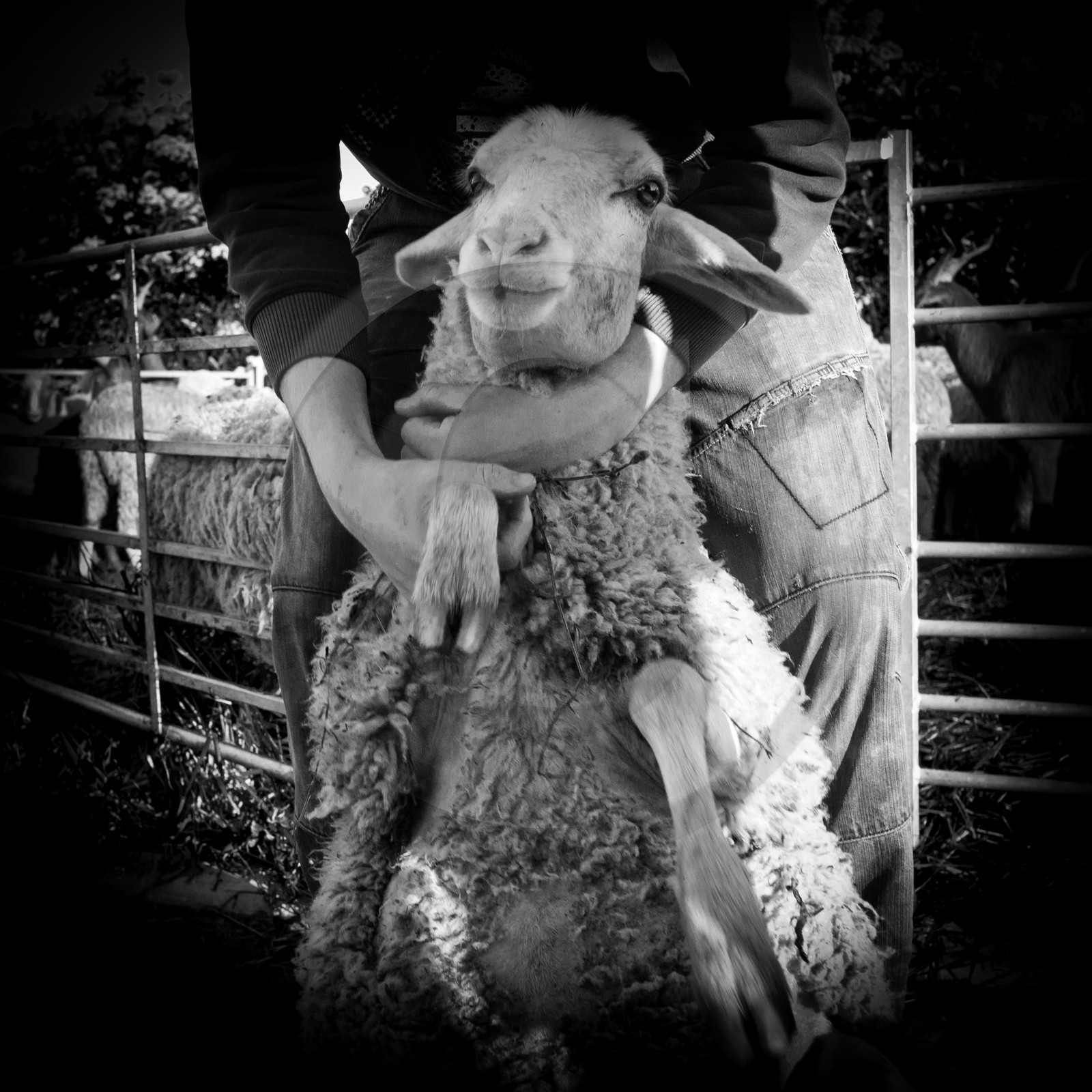 La tonte des moutons