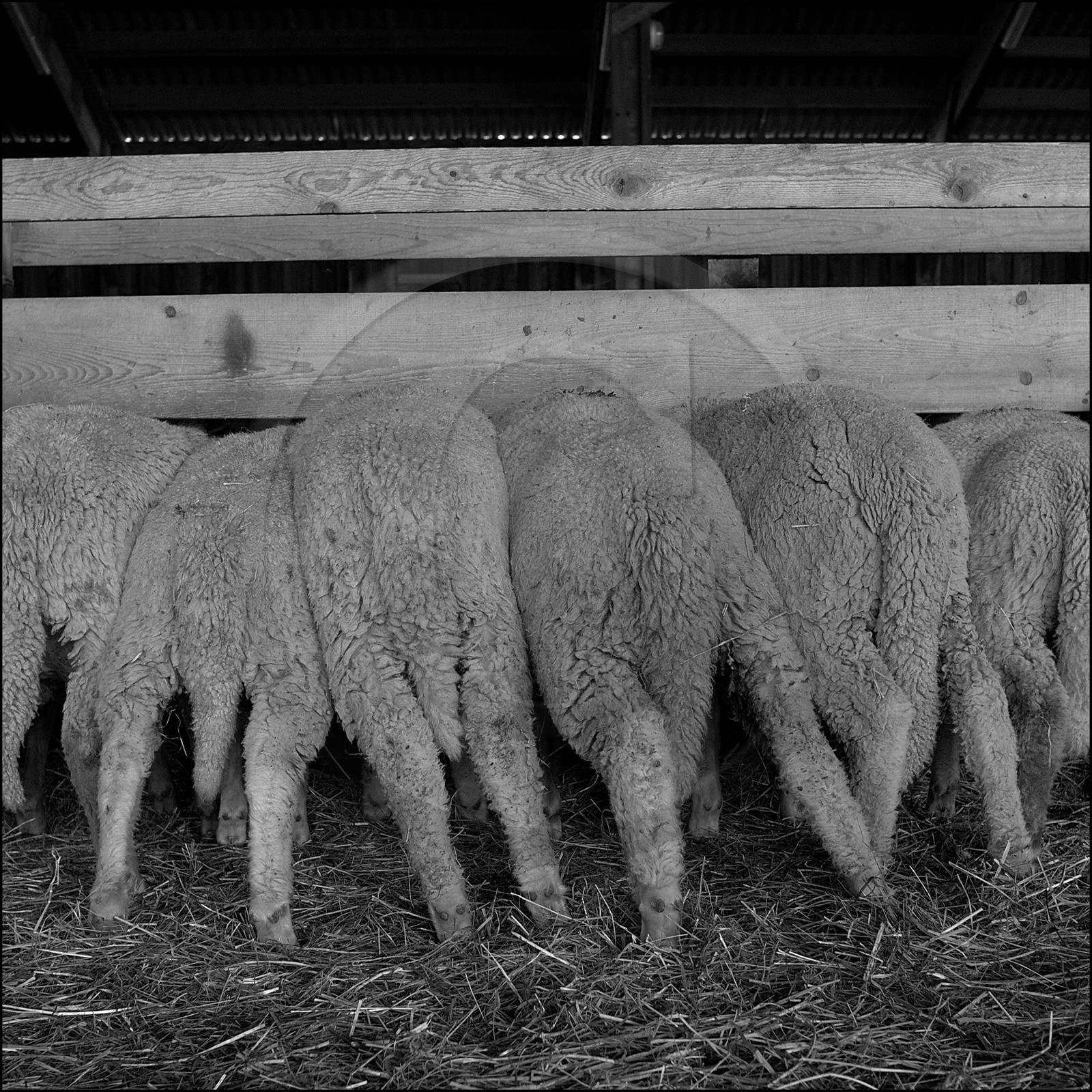 Elevage brebis à viande