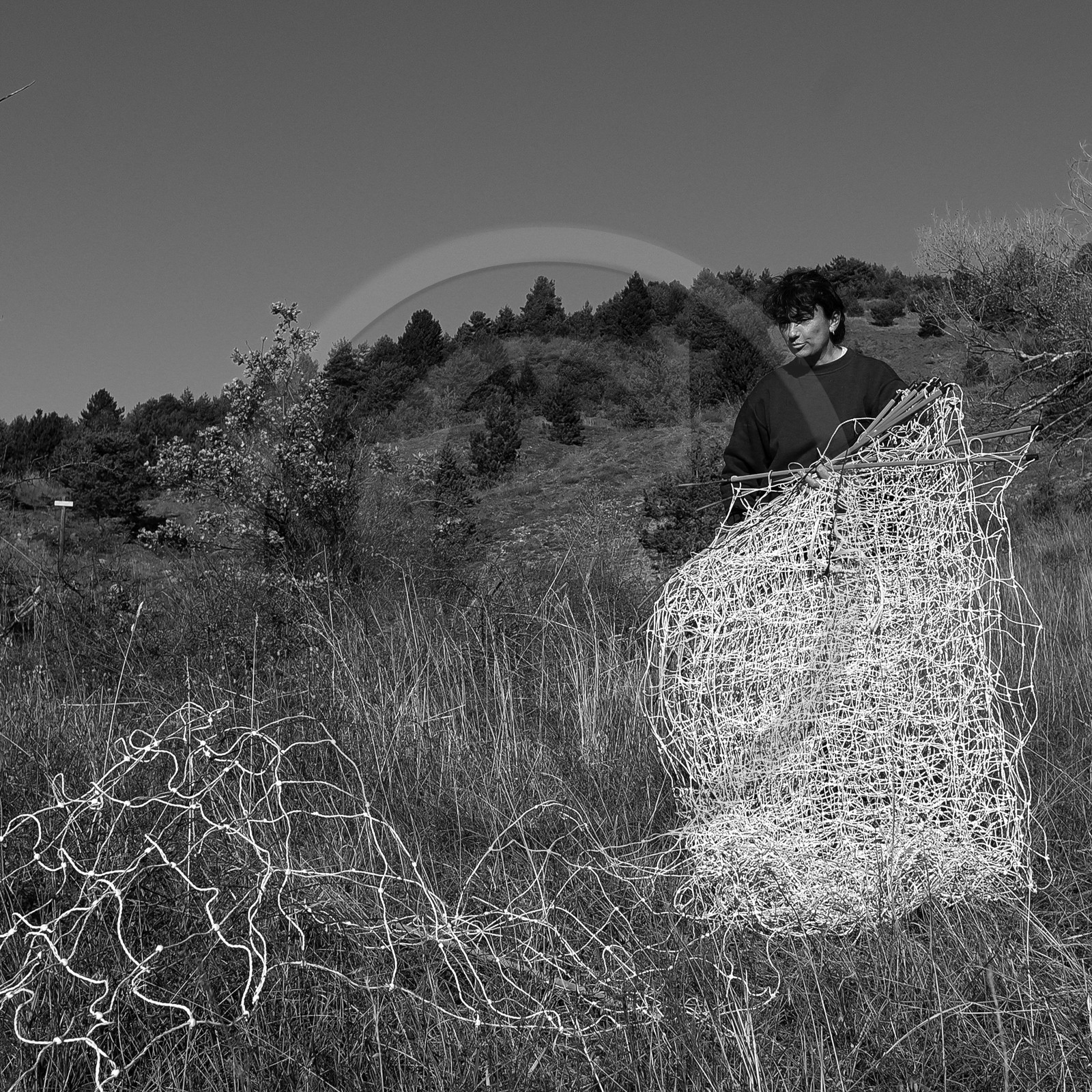 Des moutons et des parcs