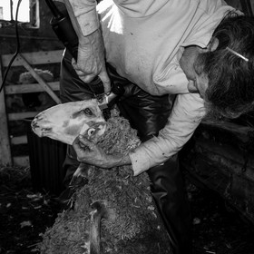 La tonte des moutons