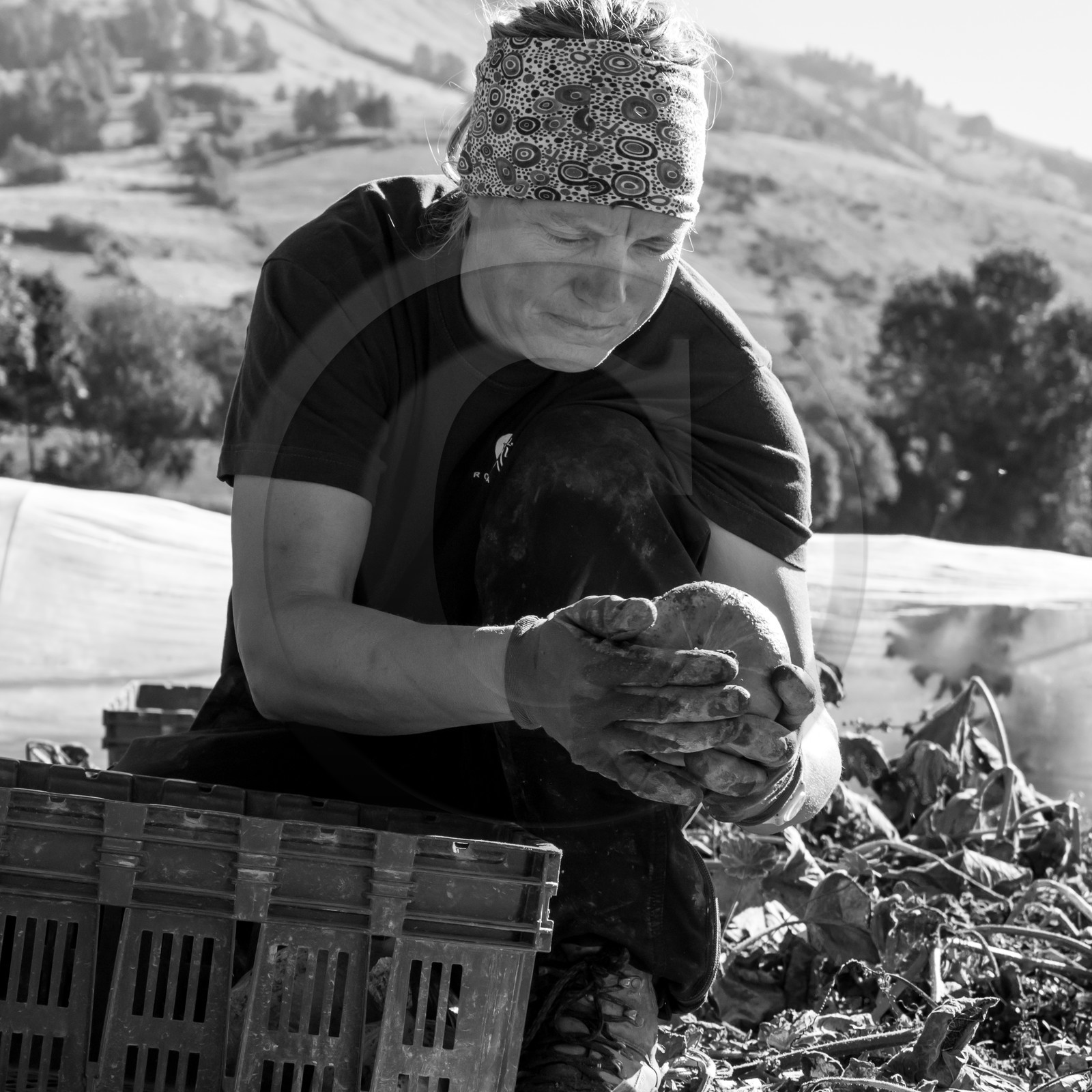 La récolte des courges