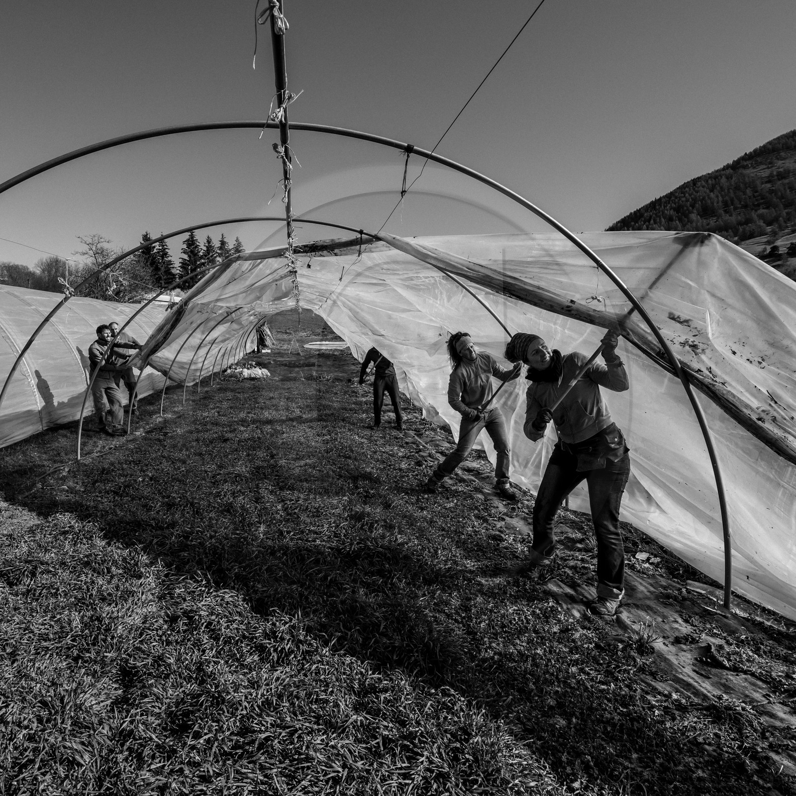 Montage de serres tunnel