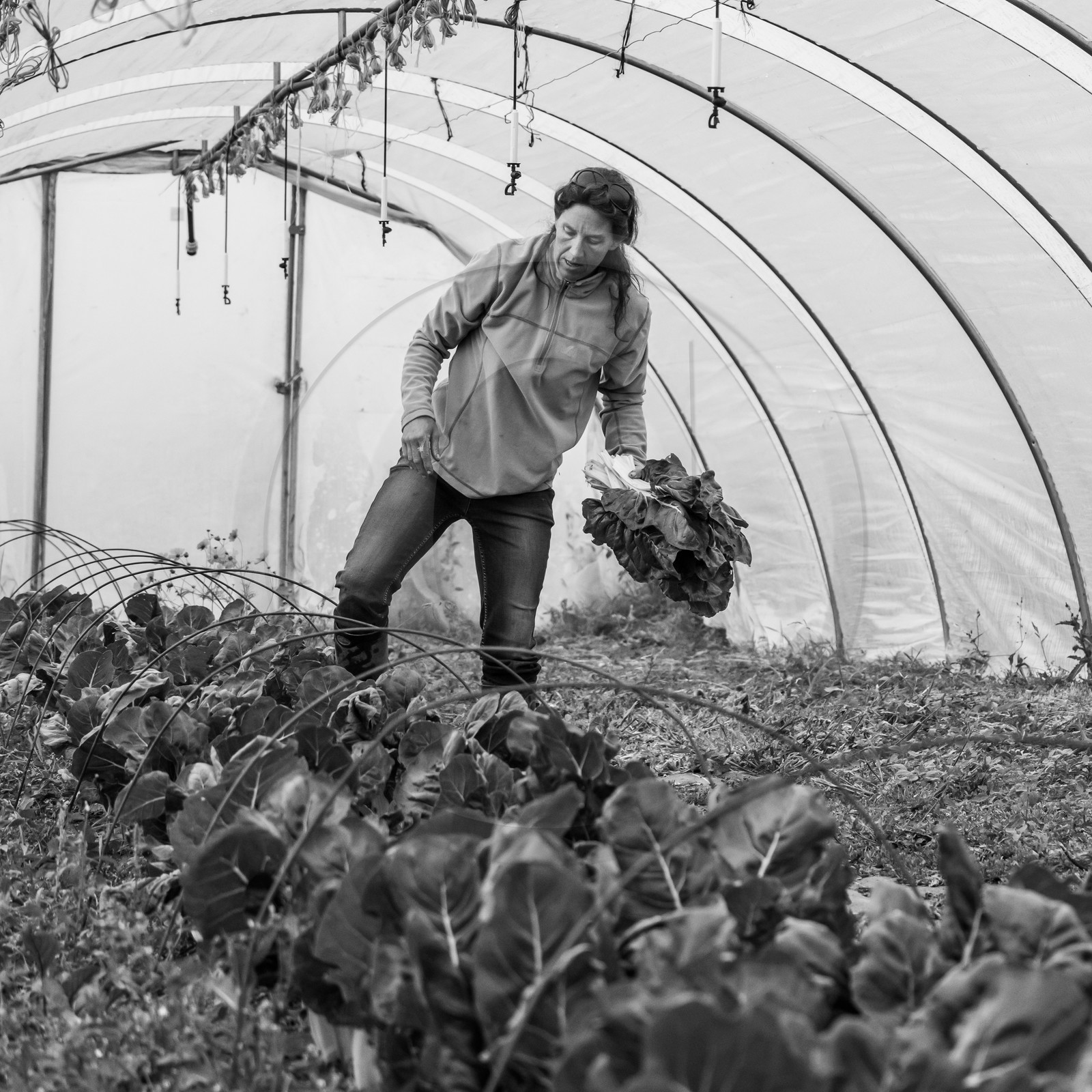 Maraichage biologique dans le Champsaur